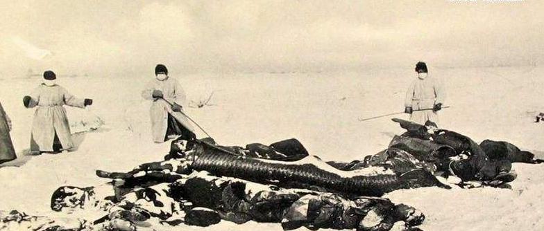 影响历史最深远的疾病，一只跳蚤改写人类史