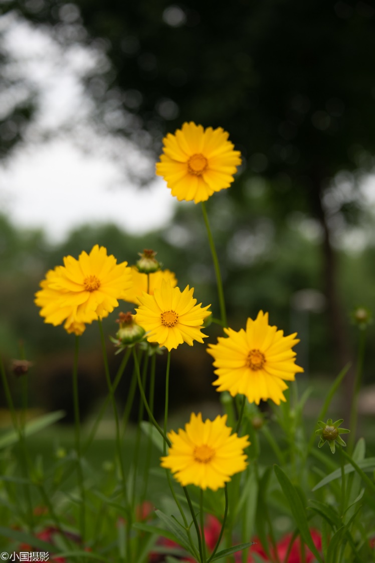 剑叶金鸡菊盆栽,重瓣剑叶金鸡菊图片