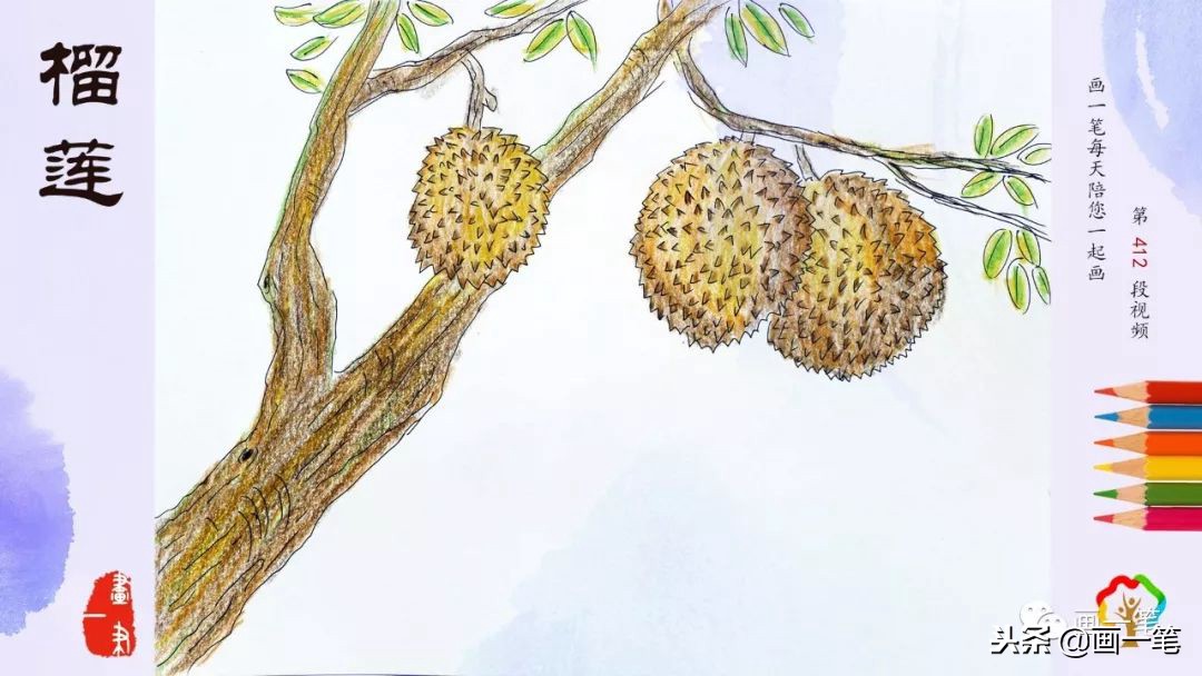 用彩铅简单画法画榴莲,彩铅画画昆虫