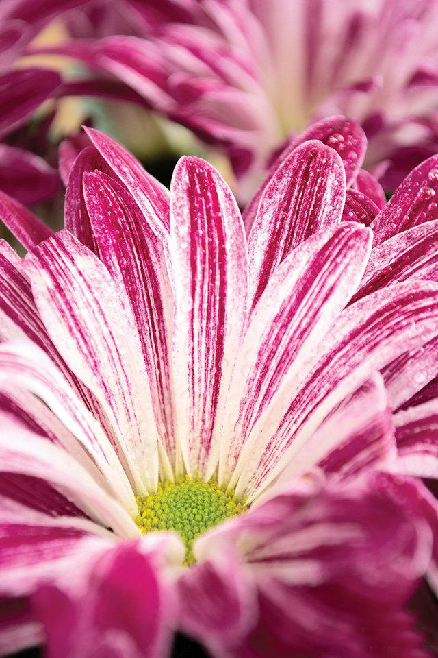 单反拍出特别的照片,单反拍出照片有光斑