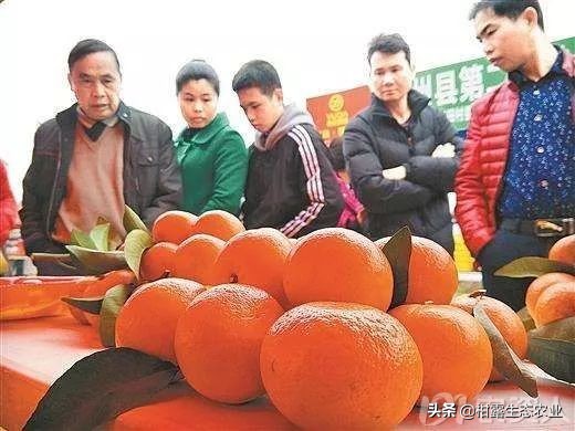 柑橘行情下滑,柑橘行情不好时如何卖农药