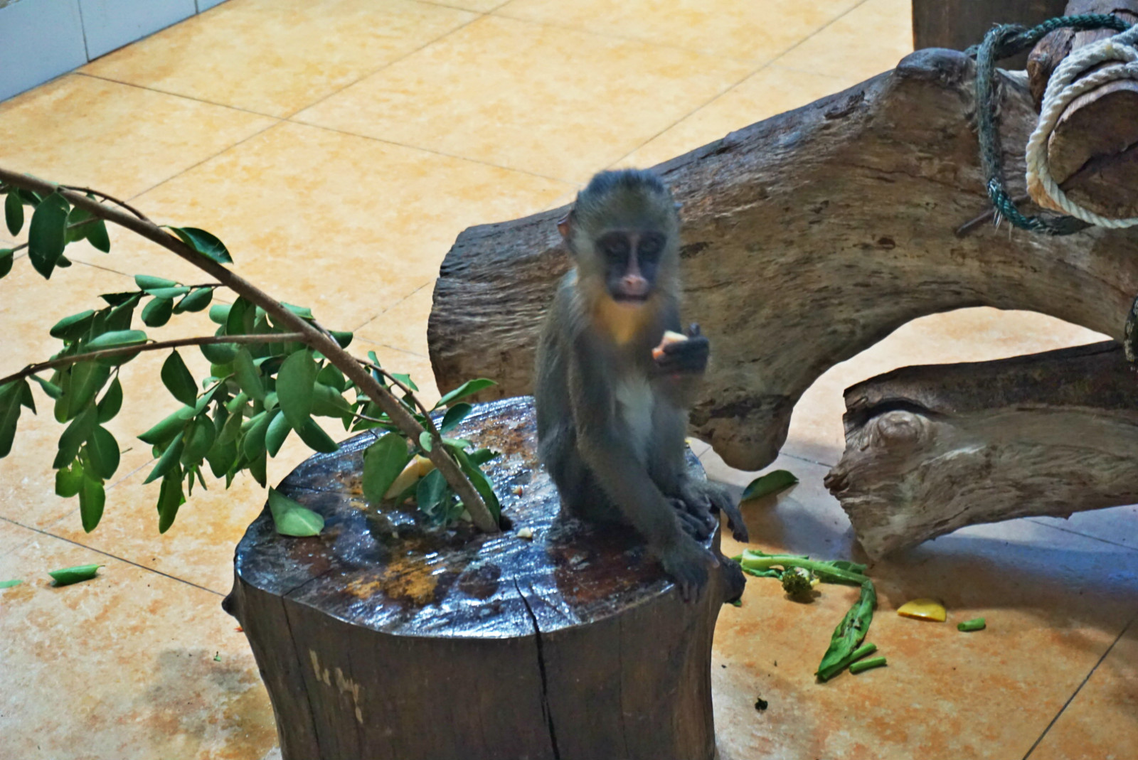 常州恐龙园和珠海长隆哪个好玩,珠海长隆海洋王国好玩吗