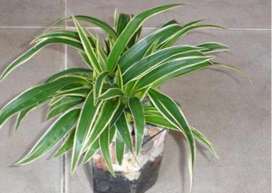 金边吊兰长枝怎么修剪,家里养的金边吊兰金边没了怎么办