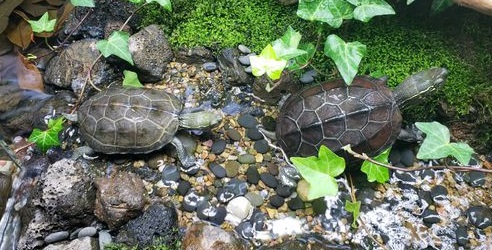 新龟应激腐皮怎么治疗最有效,龟出现应激反应的表现打什么针