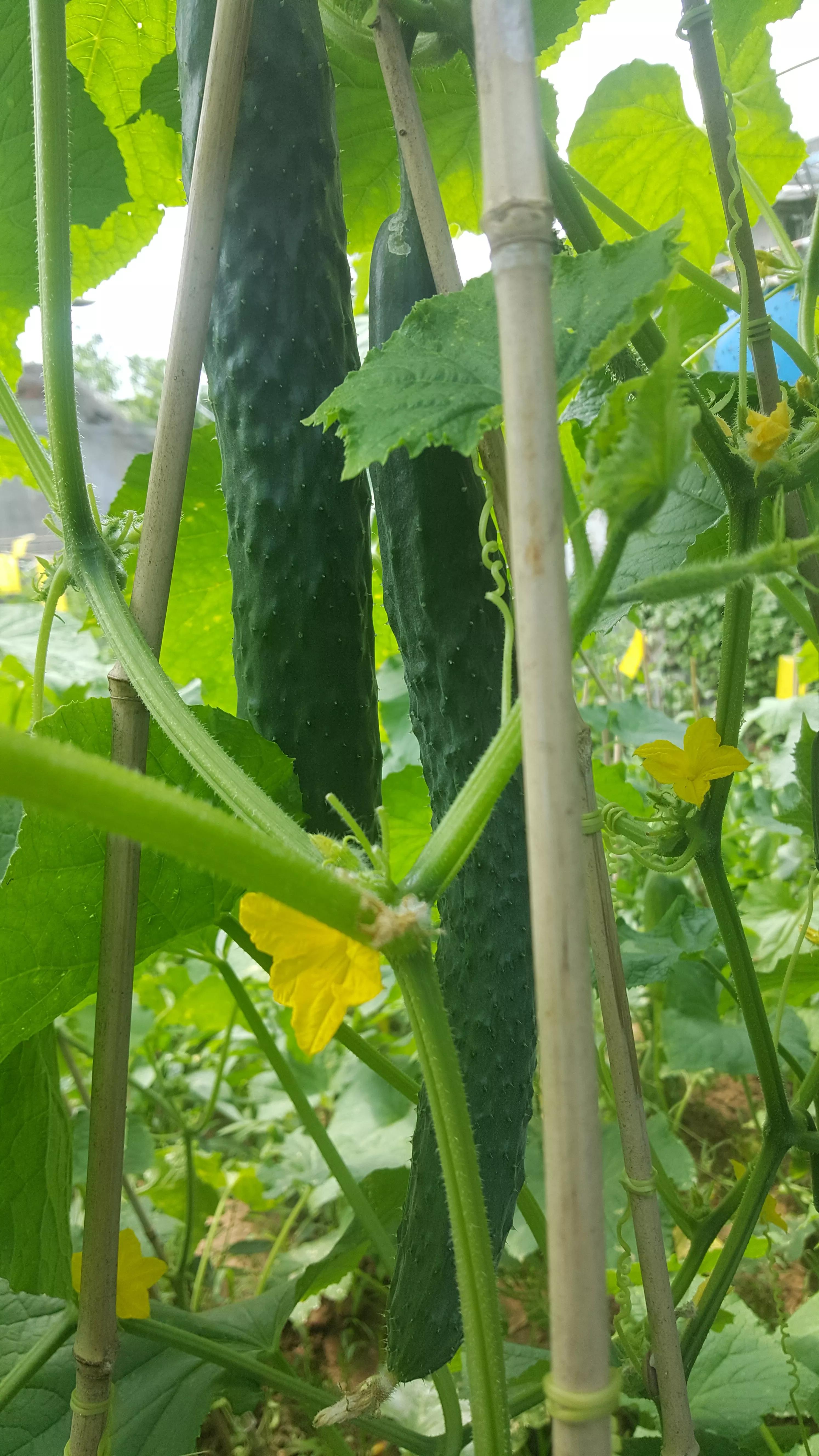 我的种植初体验,有机农业增产