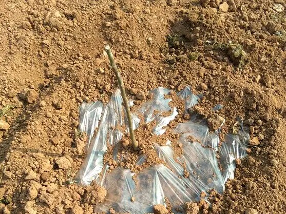 奈李管理完整视频,青奈李种植技术