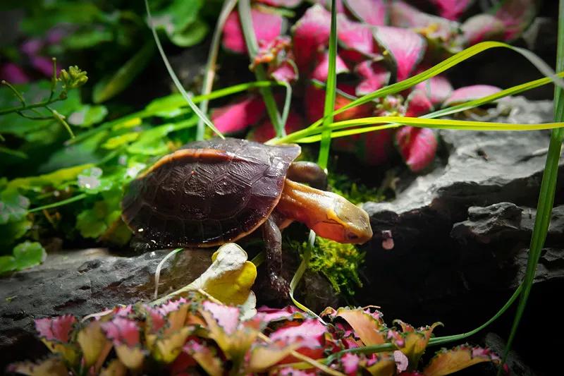 龟的饲养方法与注意事项,饲养小龟需要注意的事项及技巧