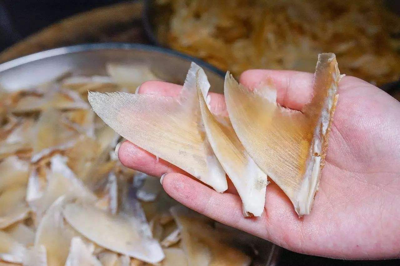 日本人为什么只吃鱼翅不吃鲨鱼,为什么吃鲨鱼的鱼翅而不吃鲨鱼