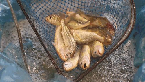 旅游景点推荐国内东极岛,景点推荐东极岛