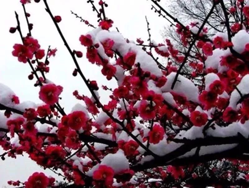 这六种花寓意吉祥好养易活,公认最吉利的4种花