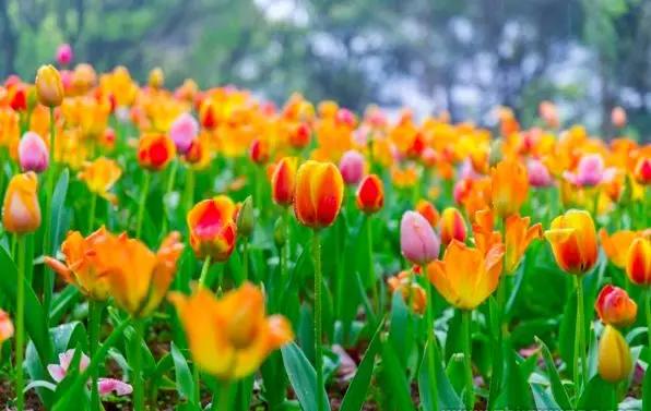 书桌植物摆放风水禁忌,千万不要在家里摆放这些植物