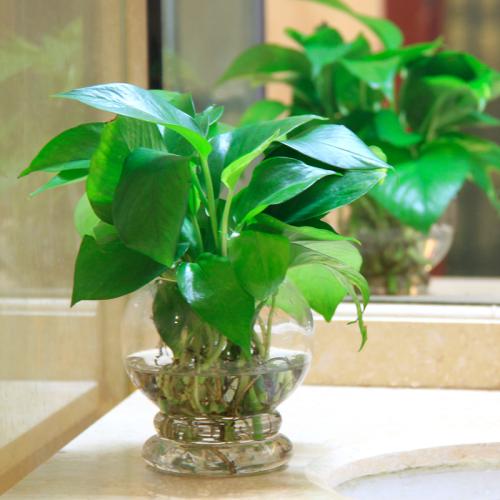 绿萝剪枝水培方法养龟,水培绿萝和鱼一起养