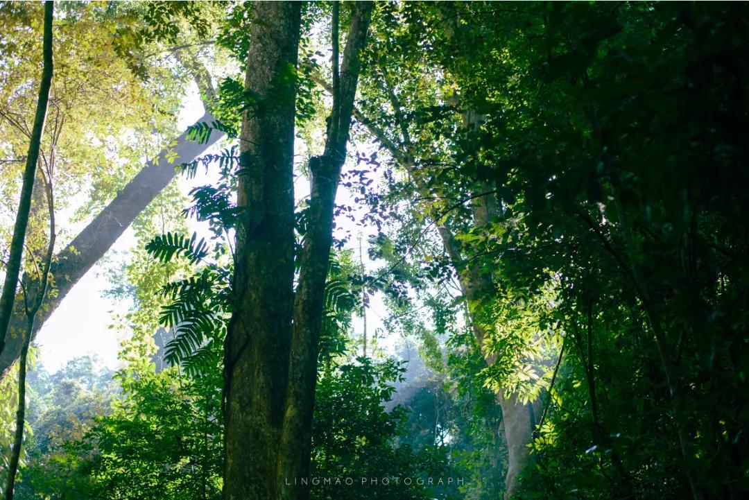 泰国西双版纳旅行,西双版纳基诺山热带雨林徒步
