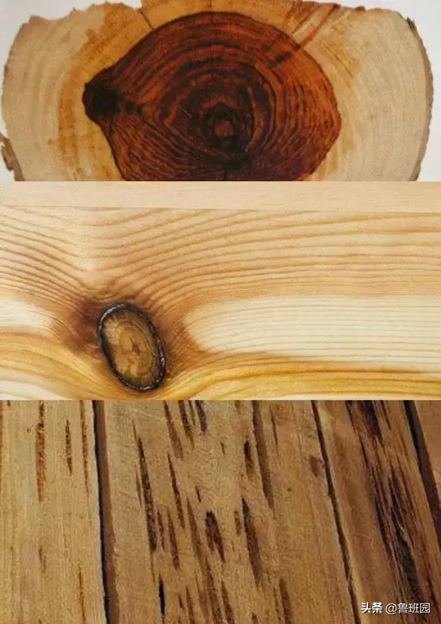 橡木种类大全及图片,史上最专业橡木介绍快来收藏吧