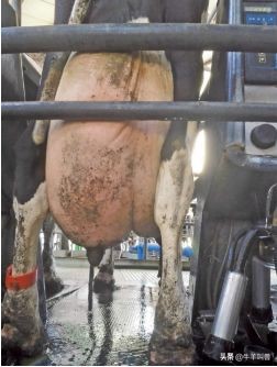 牛得了乳房炎能自愈吗,牛得乳腺炎症状有哪些