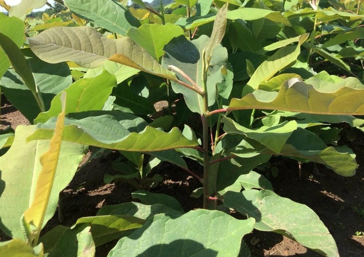 四川常见的野生植物,国家二级保护植物在云南沦为野草