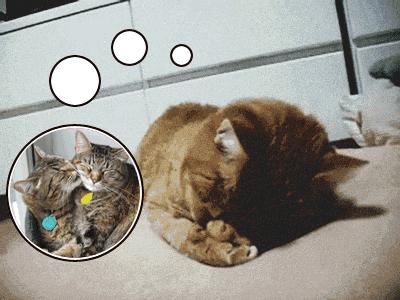 猫咪原来也会做梦,猫会做梦梦到主人吗