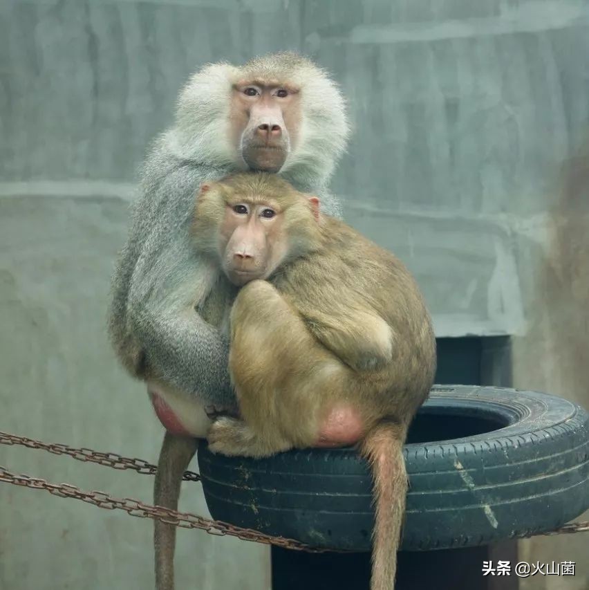 逃离高温“熔炉”，南方的夏天就该玩雪