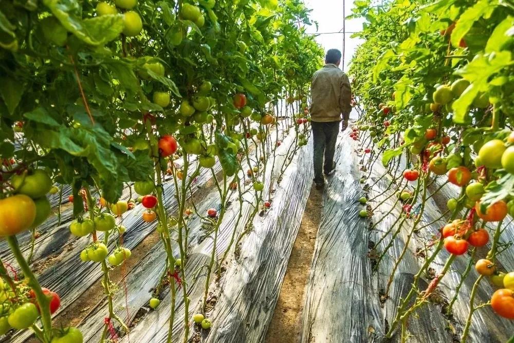 鍗栧埌淇勭綏鏂殑璐ц繕鍙戝悧,瑗跨孩鏌垮嚭鍙ｄ縿缃楁柉