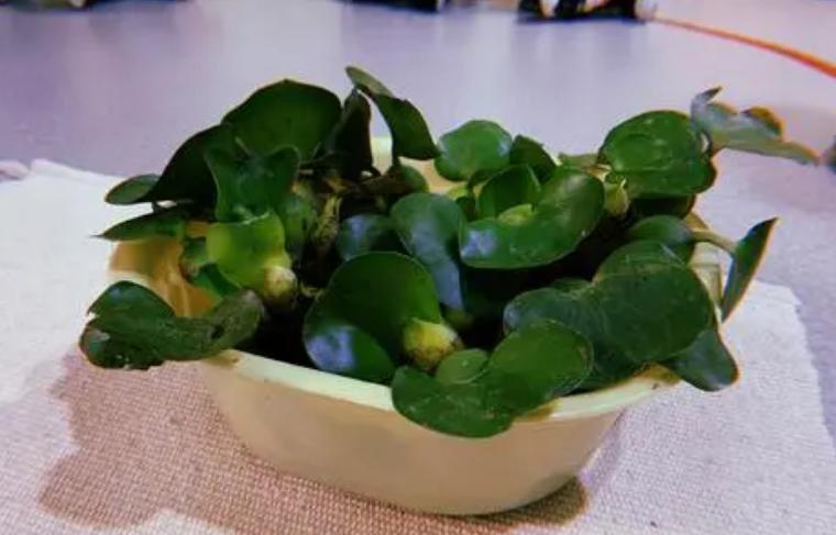 睡莲养护方法教程图解简易,怎么才能让水养睡莲开花