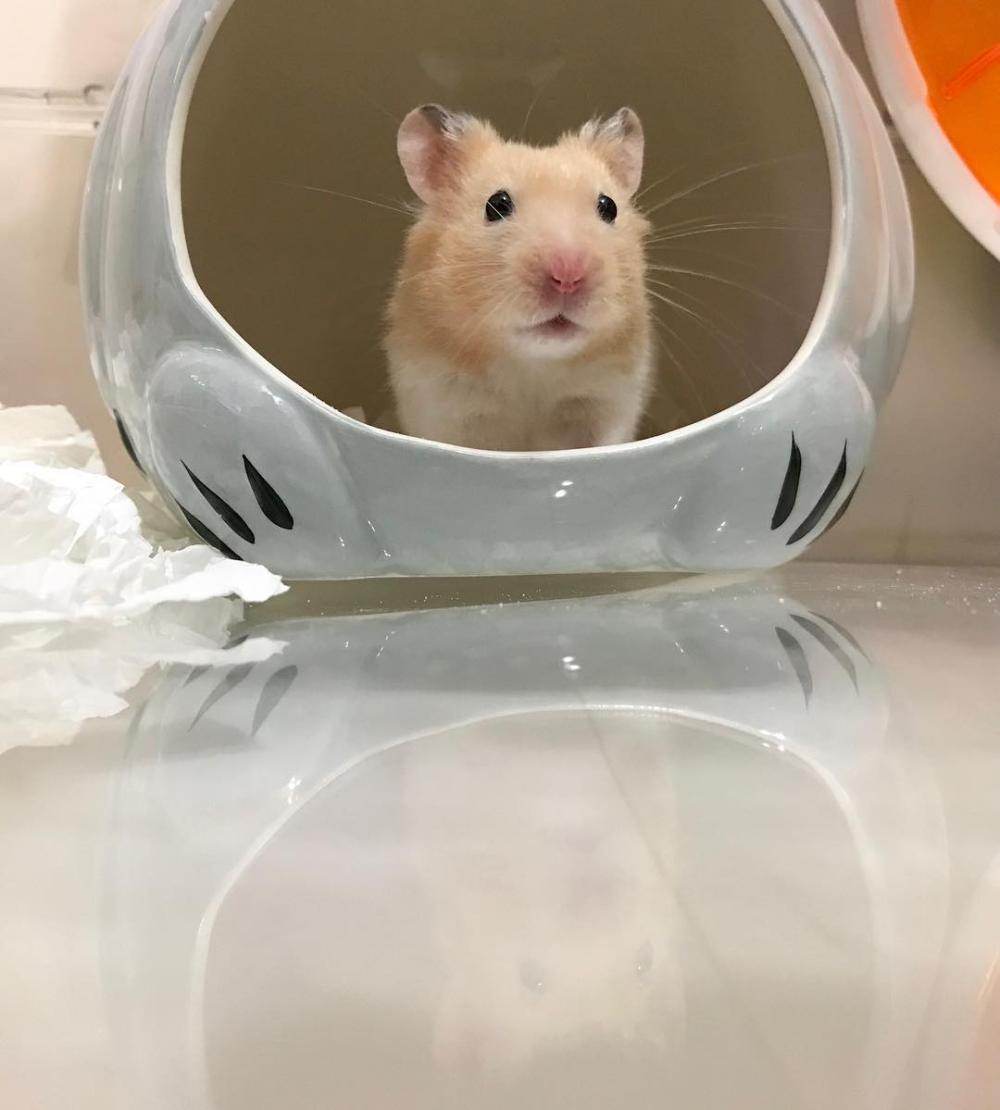 仓鼠老年期注意哪些事项,家养小仓鼠的严重后果