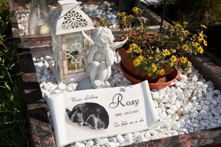 犬的记忆｜世界摄影经典