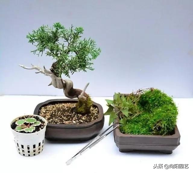 盆景花盆自制,盆景自制教程视频