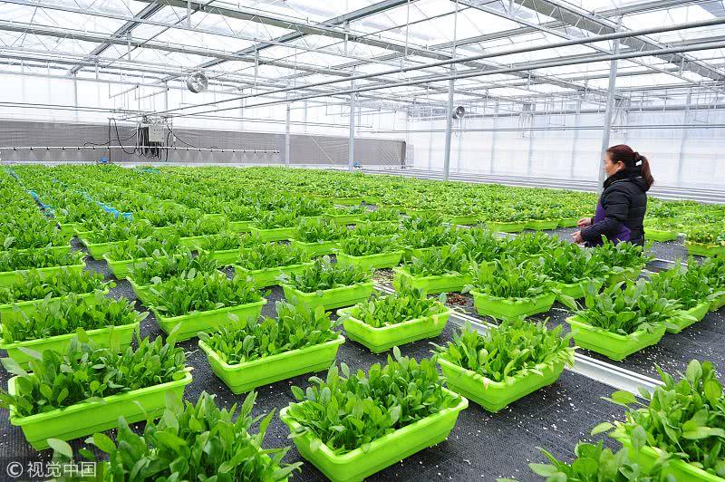 盆栽蔬菜与无土栽培的区别在哪里,盆栽蔬菜基质技术有哪些