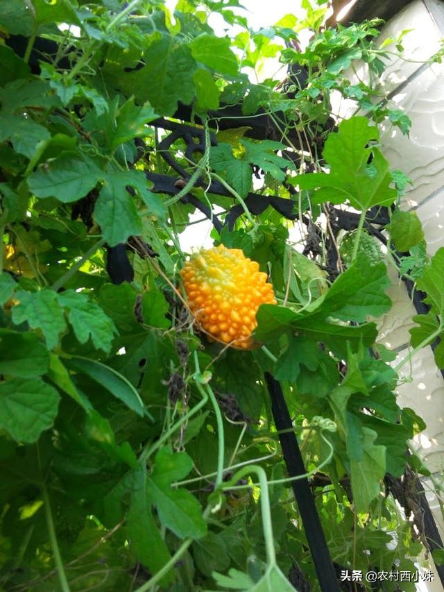 癞葡萄的种植方法和时间,癞葡萄的种植方法和技术