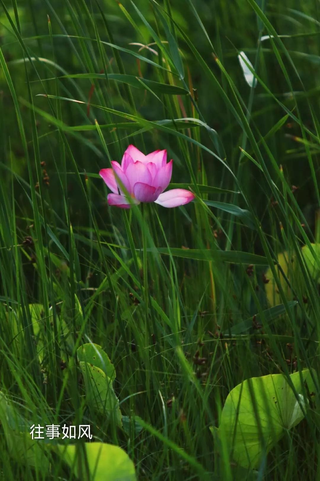 惊艳！淮阳，因为ta，美得不像“画”