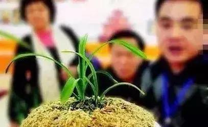 十几万一棵的多肉,50种稀有多肉多少钱一棵