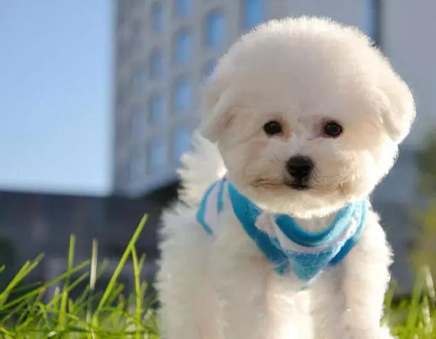 45种狗狗,45种狗类