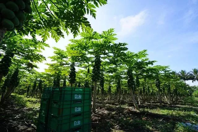 吃木瓜丰胸产品真能丰胸吗,吃木瓜丰胸没有科学依据