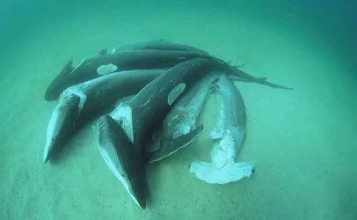 鲸落生万物为什么没有鲨鱼,鲸落为什么突然变成鲨鱼坠落了
