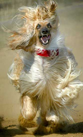 名犬排行榜杜宾,名犬排行榜捷克狼犬