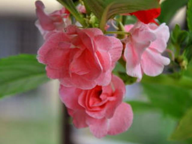 小时候家里很穷买不起橡皮糖,用家里常见的普通的东西做指甲油