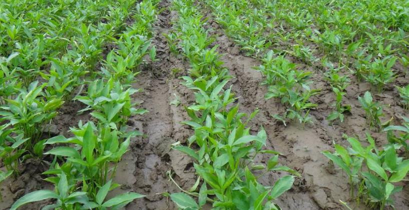 农村种药材哪个品种好,什么品种的药材最值得种植