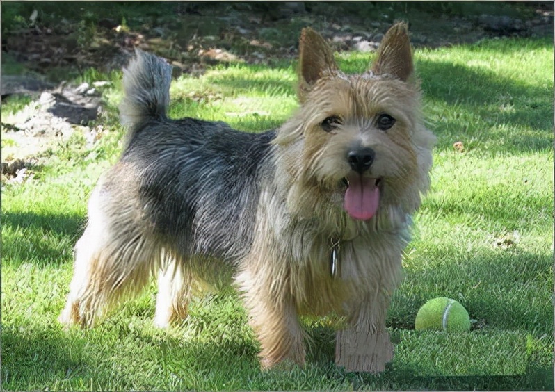 狗狗品种大全及介绍了解一下,狗狗品种怎么挑选最好看