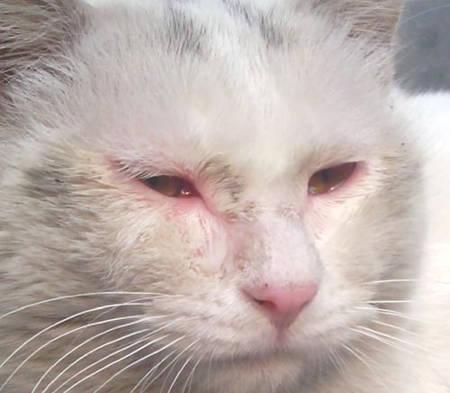 猫结膜炎的治疗最佳方法,猫结膜炎最好的治疗方法