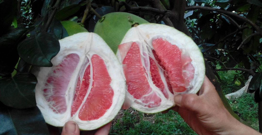 柚子上的白囊怎么剥,小朋友剥柚子正确方法