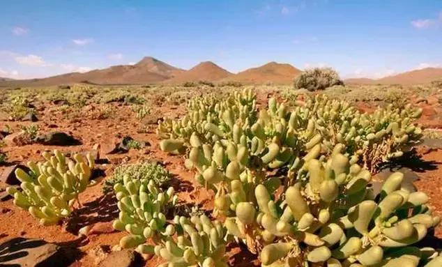 一半是沙漠一半是绿洲,一半沙漠一半海洋