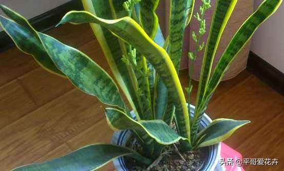 虎皮兰扦插生根最快方法图片,虎皮兰叶子扦插方法和注意事项