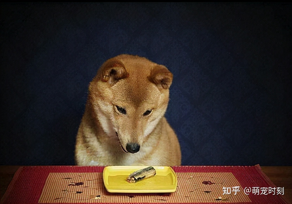 狗狗挑食不吃饭怎么办,狗狗吃饭挑食