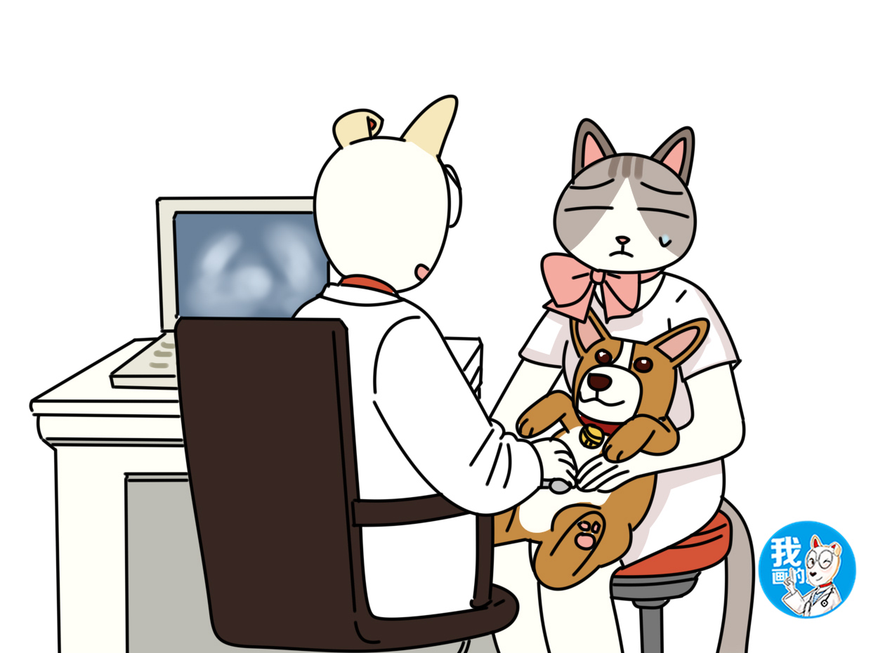 狗狗剖腹产对身体伤害大吗,剖腹产的狗狗要多久会恢复