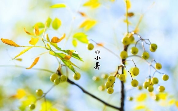 小暑吃什么,小暑吃什么好得快