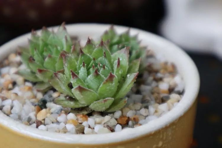 多肉名字怎么记,养多肉人的名字