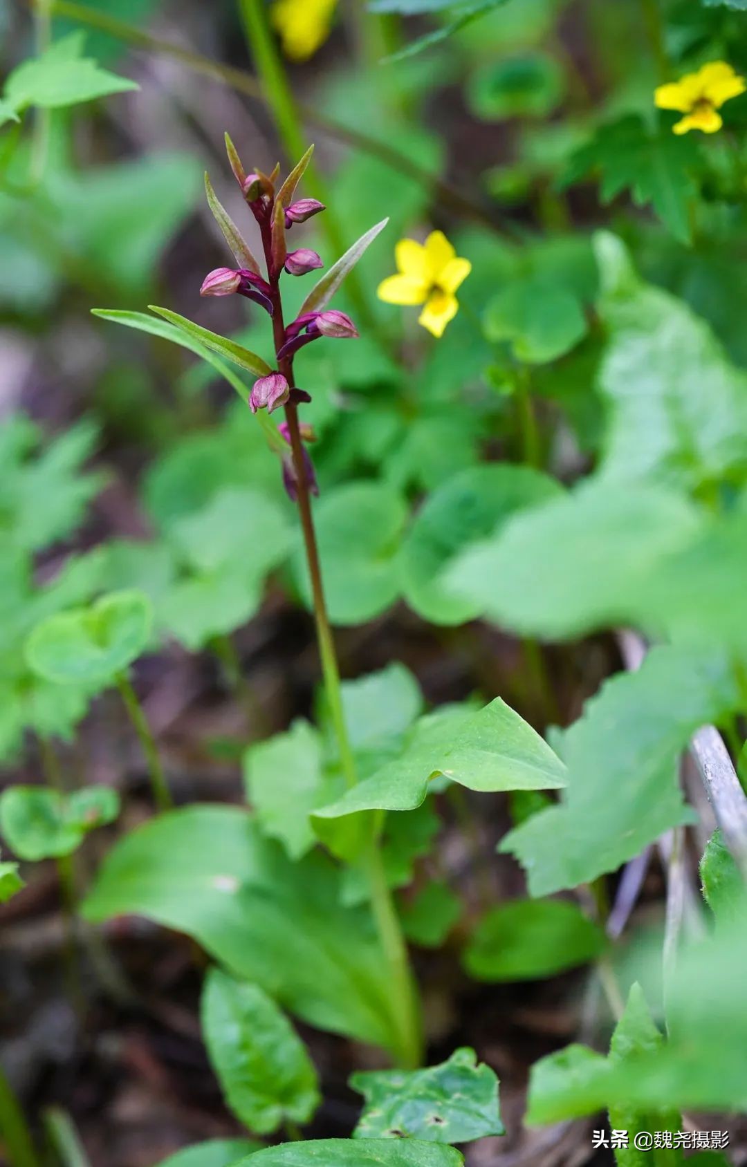 各个季节的野生兰花,北京百花山野生兰花图片