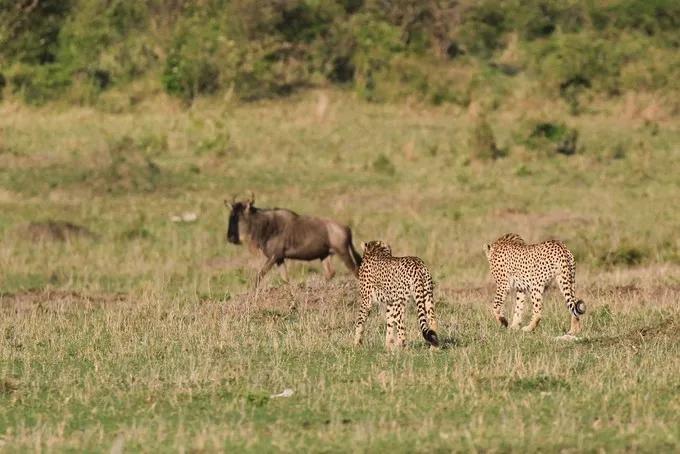 坦桑尼亚之旅,坦桑尼亚东非草原