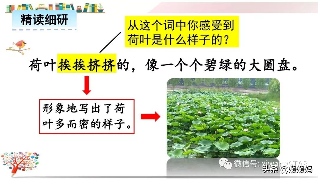 三年级下册荷花ppt课件部编版,三年级下册语文第三课荷花小练笔