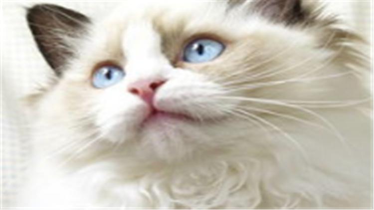 布偶猫怎么看值不值钱,怎么判断布偶猫的价格